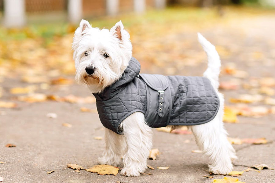 Changshu Xiaomi Pet Products Co., LTD.